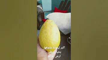 اكبر ليمونة بشوفها 