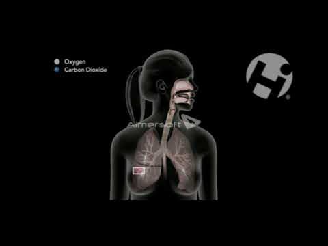 სასუნთქი სისტემა