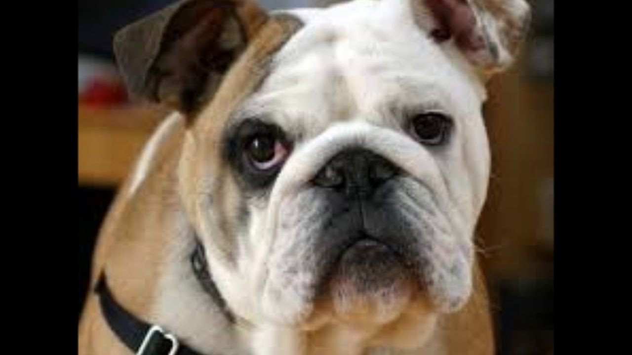Funniest Bulldog Picture Videos YouTube