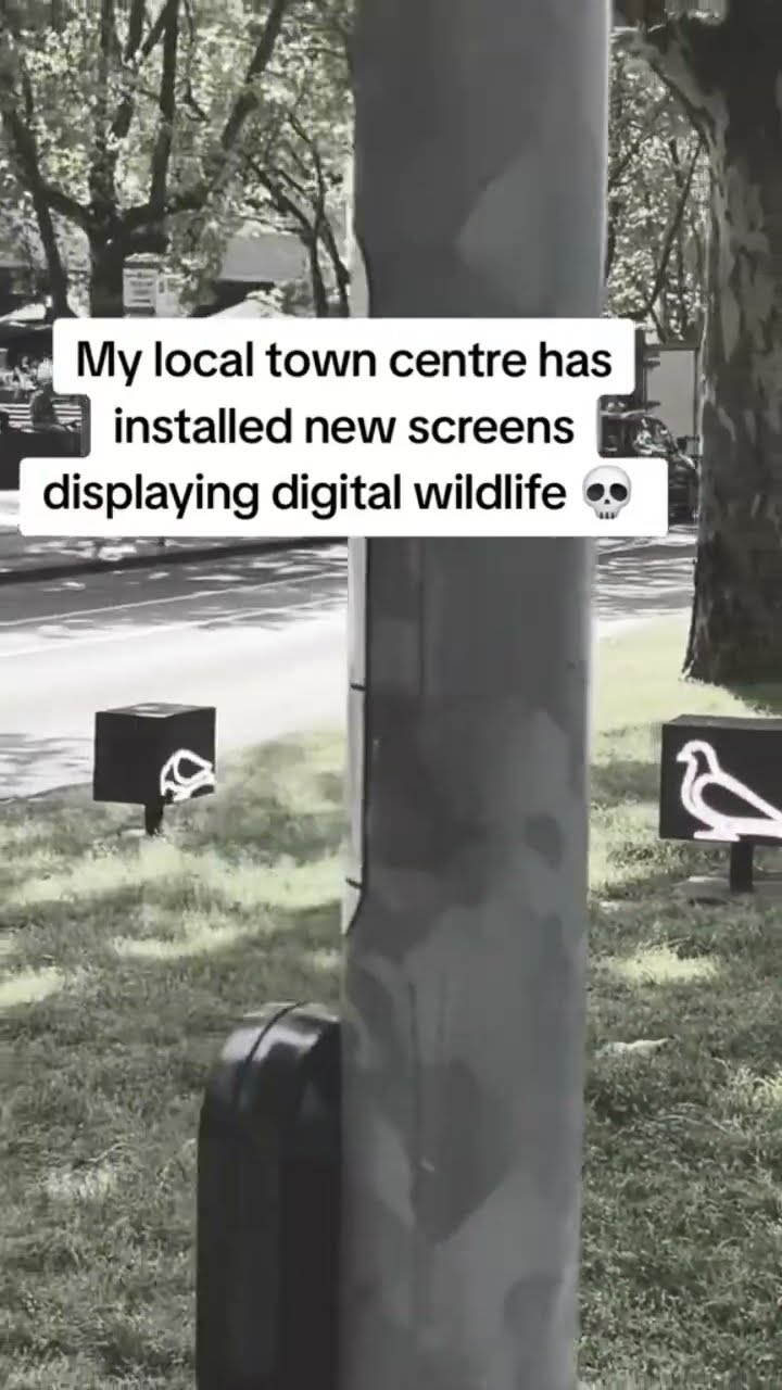 Local town center had on the prvnci