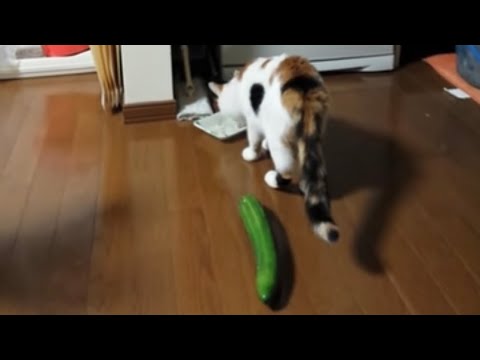 Cats Vs. Cucumbers | Know Your Meme