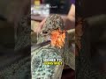 Iguana with large back wound and foreign body needs your help!