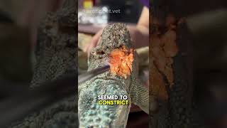 Iguana with large back wound and foreign body needs your help!