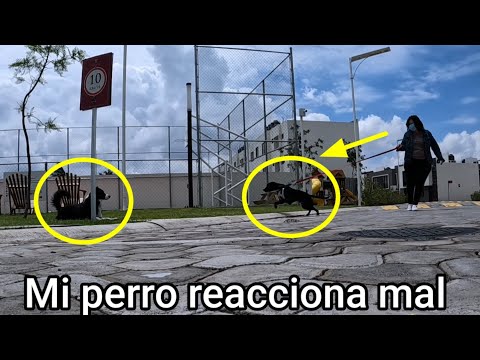 Video: Cómo evitar que tu perro reaccione a otros perros