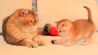 Kitten Arnold Meets His Dad William For The First Time