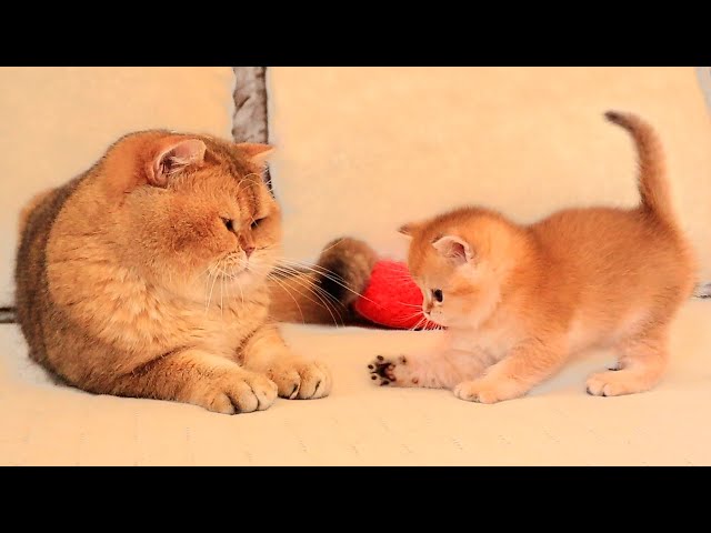 Kitten Arnold MEETS his dad William for the First Time