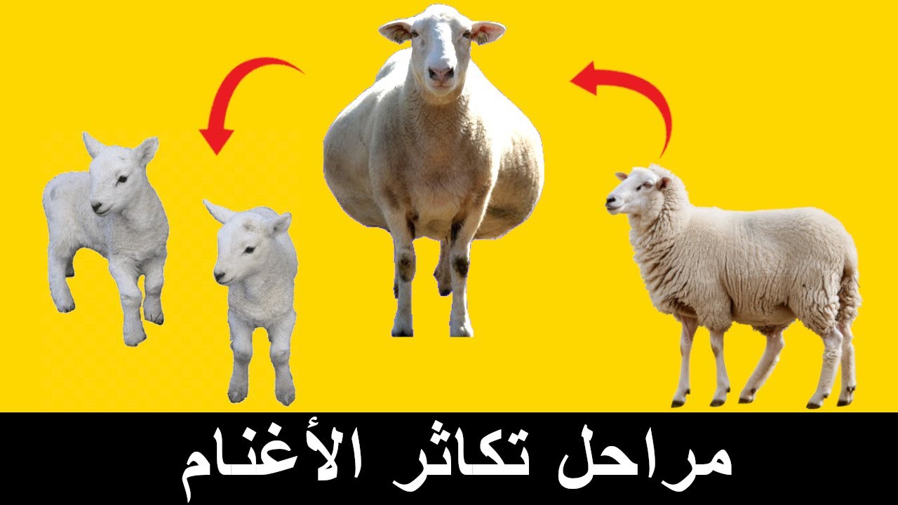 مراحل تكاثر الأغنام: من البلوغ حتى الولادة