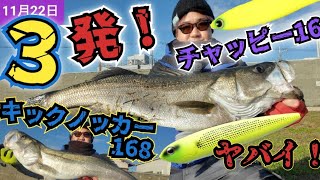 【爆釣の日】チャッピー160! キックノッカー168 炸裂です! ヤバイ日もたまには無いと! #アイマ #チャッピー160 #キックノッカー168 #ビックベイトシーバス ビッグベイトシーバス