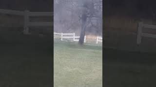 Invisible Creature In My Yard Real