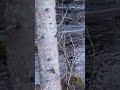 Trädkrypare 251217