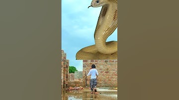 Funny snake nagin vfx video snake video #shorts #youtube