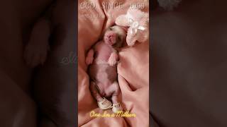 11дней🎀#love#миникхс #chinesecrested #ccd#hairlessdog #китайскаяхохлатая #shortsvideo#oneinamillion