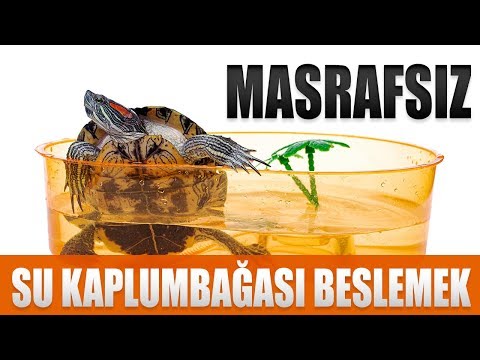 Video: Evde Bir Deniz Kaplumbağası Nasıl Tutulur