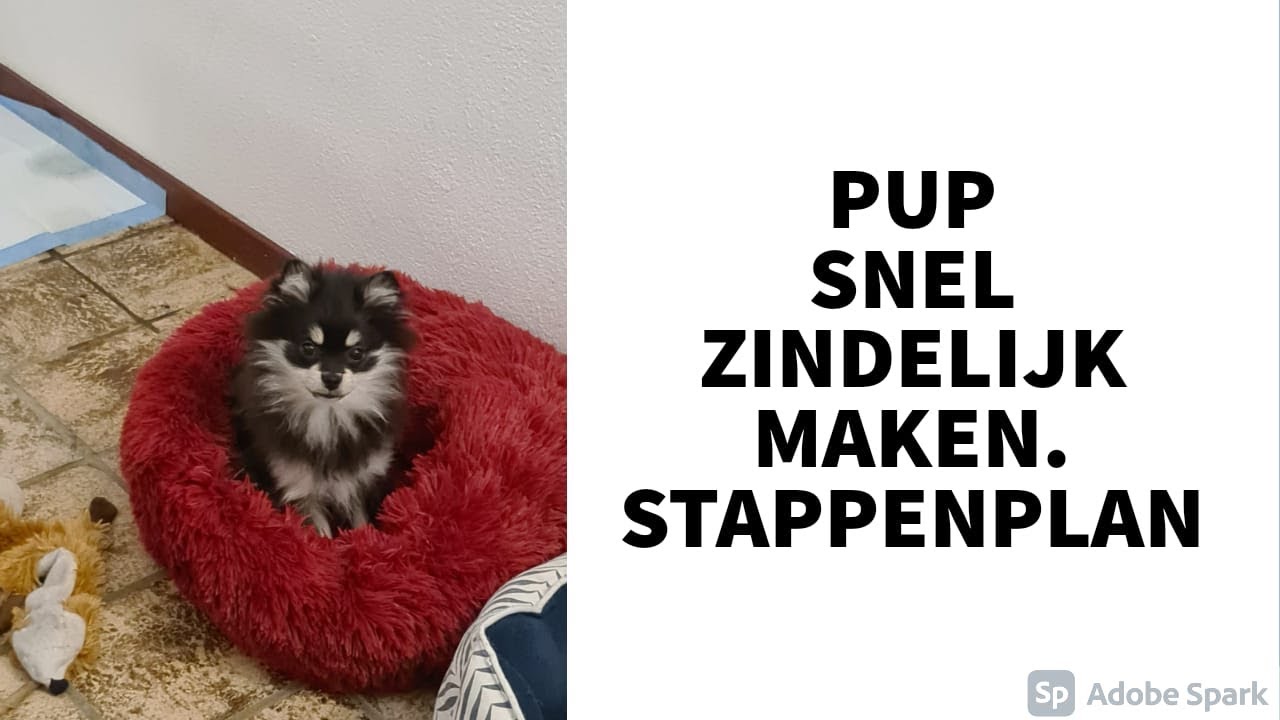 Hoe Snel Is Een Pup Zindelijk