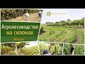 АГРОЛЕСОВОДСТВО НА СКЛОНАХ (МЕКСИКА)