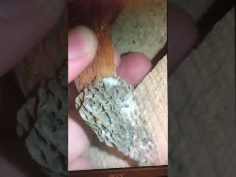 Morel Mushroom Growing In A Basement You - How To Grow Morel Mushrooms In Your Basement Morel Mushroom Growing In A Basement You - How To Grow Morel Mushrooms In Your Basement