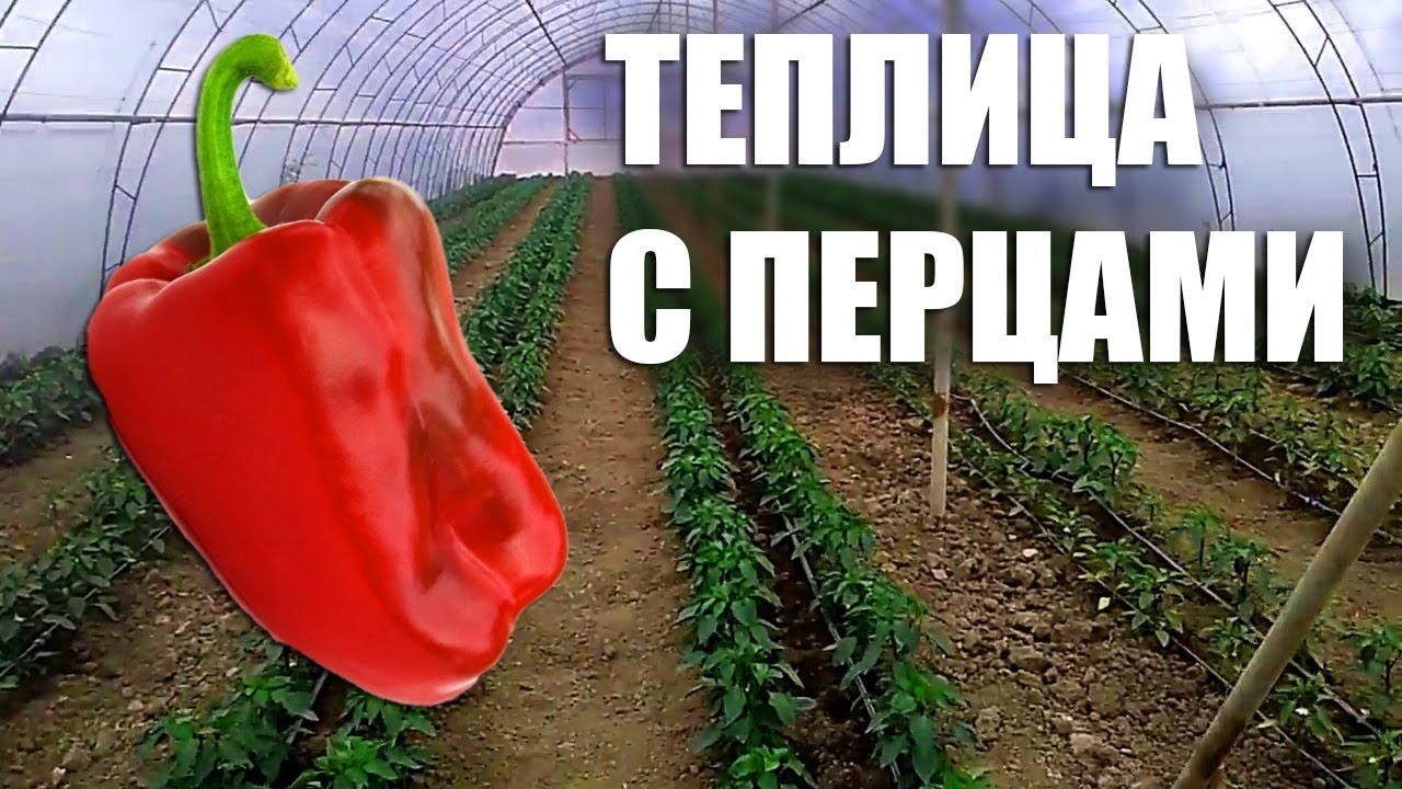 ЛУЧШАЯ ТЕПЛИЦА ДЛЯ ПЕРЦА-ПЕРЕЦ В ТЕПЛИЦЕ - YouTube