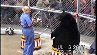 2003 - Clark's Trading Post -Trained Bear Show Ursula - With Young Pemi & Echo