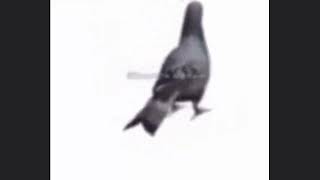 Pigeon Spins To Arabic Music