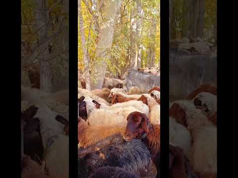 تصاویر زیبای پاییزی خوانسار و گله گوسفندان و چوپان وسگ گله که زیبایی را دو چندان کردند