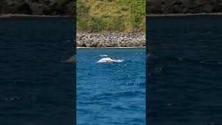 Baía Dos Golfinhos Fernando de Noronha . Projeto Golfinho Rotador