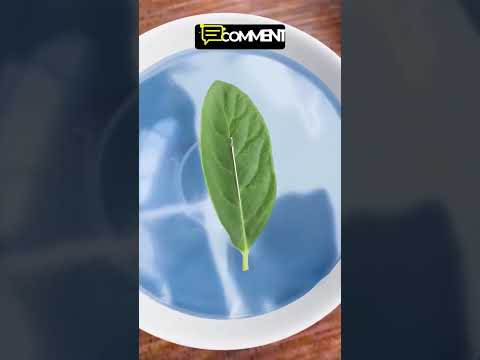 اصنع بوصلة مؤقتة بإبرة فقط