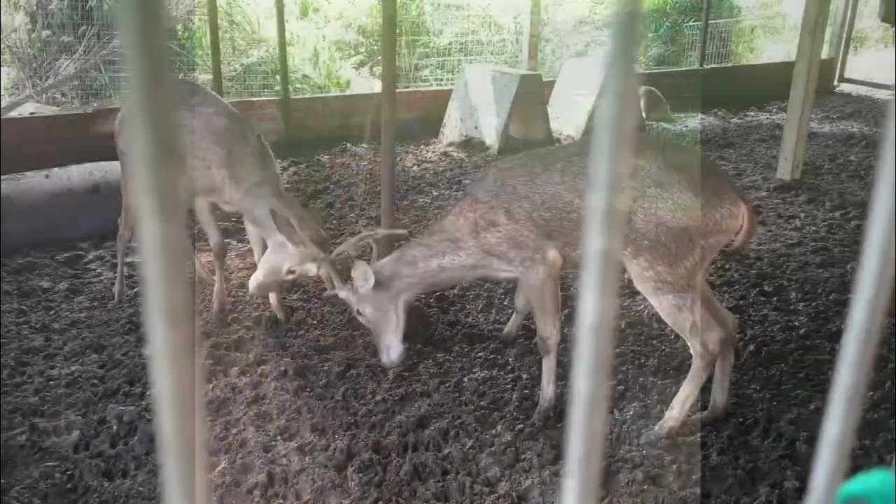 Hussin Fauzi Farm Mini Petting Zoo YouTube