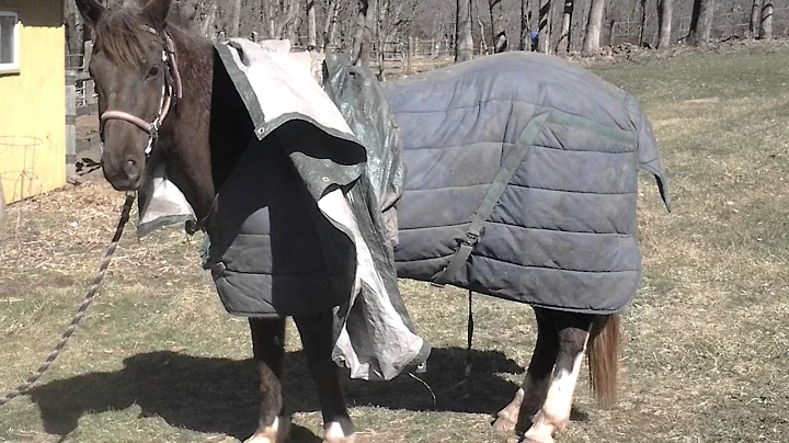 Dory with tarp and wagon