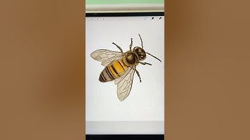 🐝 Done in Procreate. Brush link in my profile. #digitalart #watercolor #procreate