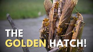 GOLDEN Stoneflies: Fish These Now