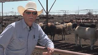 Finishing Your Cattle