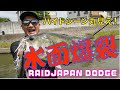 【岡友成】ダッジで日中水面爆裂【岡山県倉敷川】