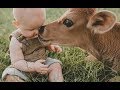 Babies and baby Cow become friends   Funny Babies and Pets Compilation