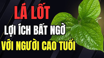 Thực Hư Lá Lốt Chữa Đau Nhức Xương Khớp – Sự Thật Bác Sĩ Giải Thích!