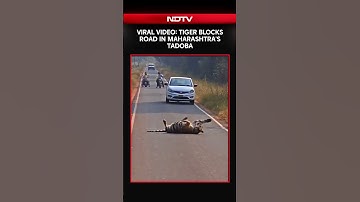 Viral Video: Tiger Blocks Road In Maharashtra