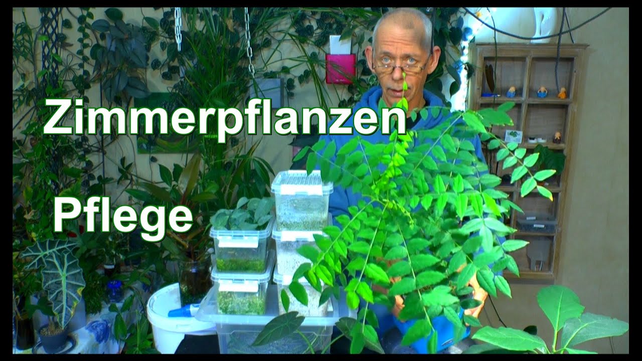 Zimmerpflanzen Pflege auch mit Exoten in der Praxis