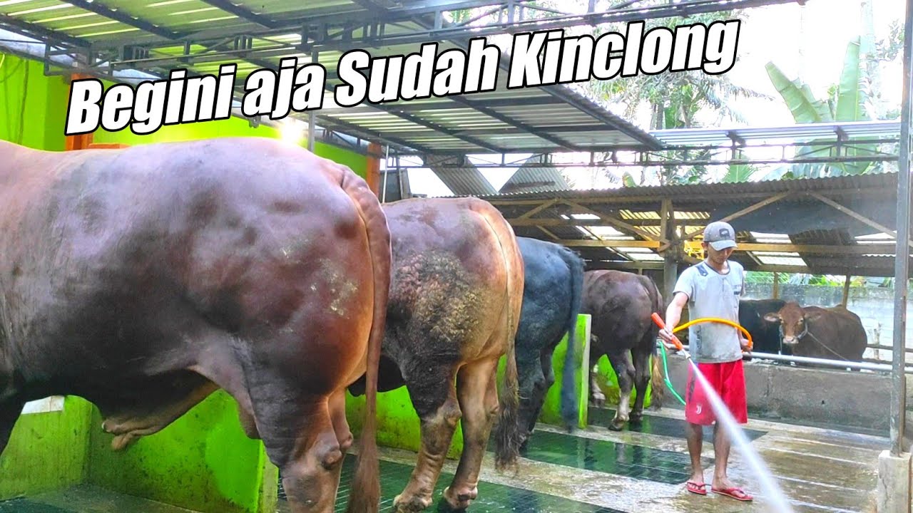 Proses Membersihkan Kandang Sapi Super