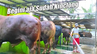 Proses Membersihkan Kandang Sapi Super