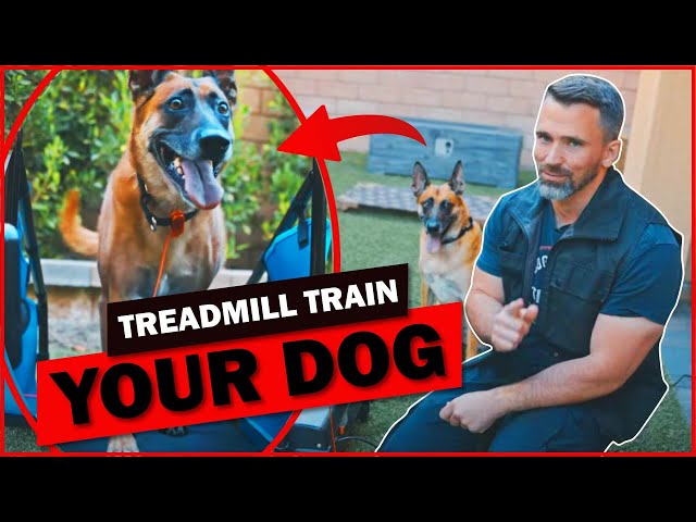 Treadmill Training For Your Dog