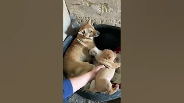 Dahuang What Are Your Hearts Today Tell Me To The Dog That Anyone Doesn T Love Such A Little Pu 