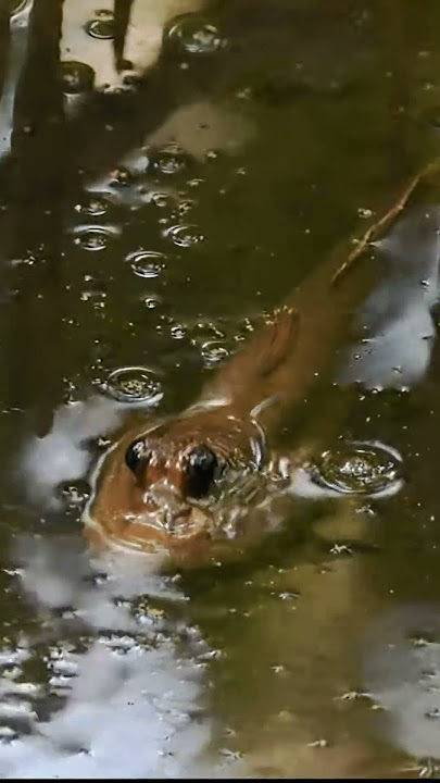 making ripples! #mudskipper #wild #nature #ripples
