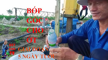 HƯỚNG DẪN TƯƠI THUỐC VÀ PHÂN CHO ỚT TRỒNG ĐƯỢC 5 NGÀY TUỔI