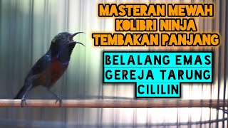 TEMBAKAN KOLIBRI NINJA FULL ISIAN BELALANG EMAS GEREJA TARUNG CILILIN 100% COCOK BUAT MASTERAN KONIN