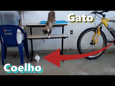 CONVIVÊNCIA ENTRE GATOS EE COELHOS