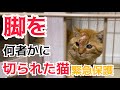 脚を何者かに切断された猫を緊急保護しました