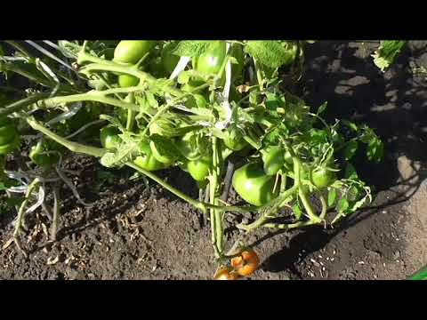 Выращивание помидоров по пять штук в лунке, подведение итогов.