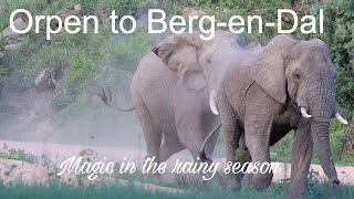 Orpen to Berg-en-dal -  Magic in the Rainy Season - Kruger National Park