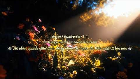 [Vietsub] Hoa Cách Tang - Trần Áp Lê || 格桑花 (等格桑花开) -  陳鴨梨 Charlie