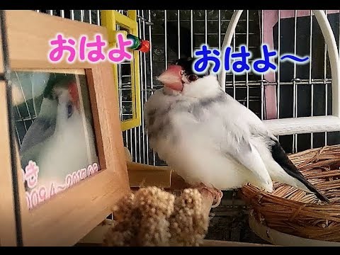 ゆきとおはなしできた？.9歳文鳥の介護#190.9year old java sparrow.