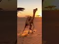 Wild Arena | Camel vs Lion – Ultimate Desert Showdown (8K Ultra Realistic)